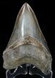 Serrated, Fossil Megalodon Tooth - Georgia #57181-1
